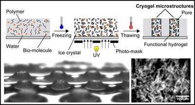 Cryogel - Figure 1