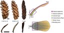New Paper: The Structural and Mechanical Basis for Passive-Hydraulic Pine Cone Actuation