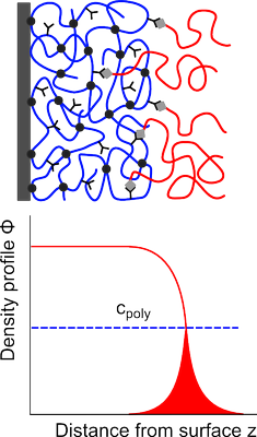 schematic representation of the attachment of polymers at the periphery of surface-attached polymer networks