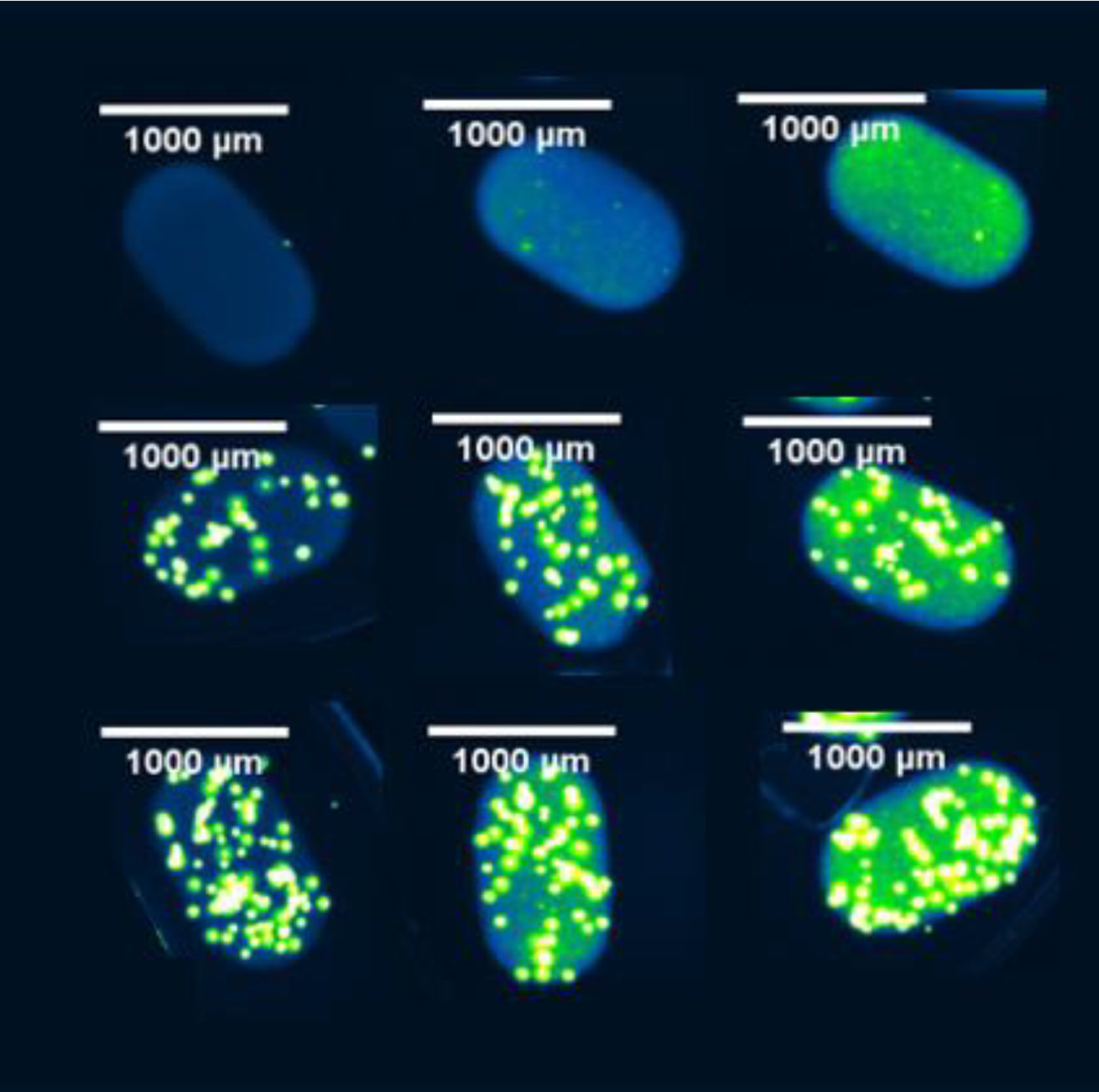 220203-barcoded-particles-bernard.jpg