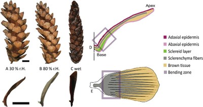 Pinecone scale