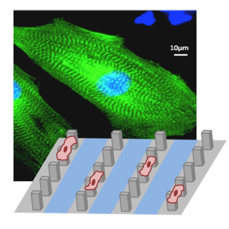 cardiomyocytes on microstructured surfaces