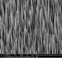 silicon nanograss - SEM picture